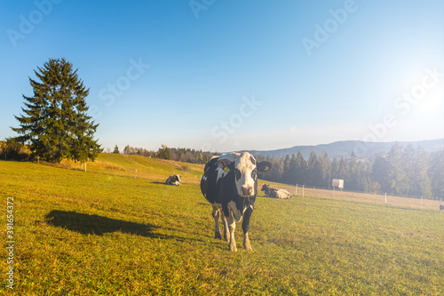 Obraz na płótnie Polish cow on a beautiful mountain pasture - Zakopane w salonie
