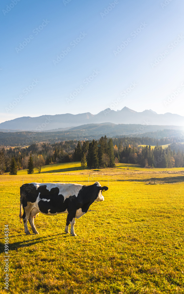 Polish cow on a beautiful mountain pasture - Zakopane