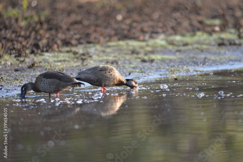 Couple of Brazilian Teal (Amazonetta braziliensis), Pantanal photo