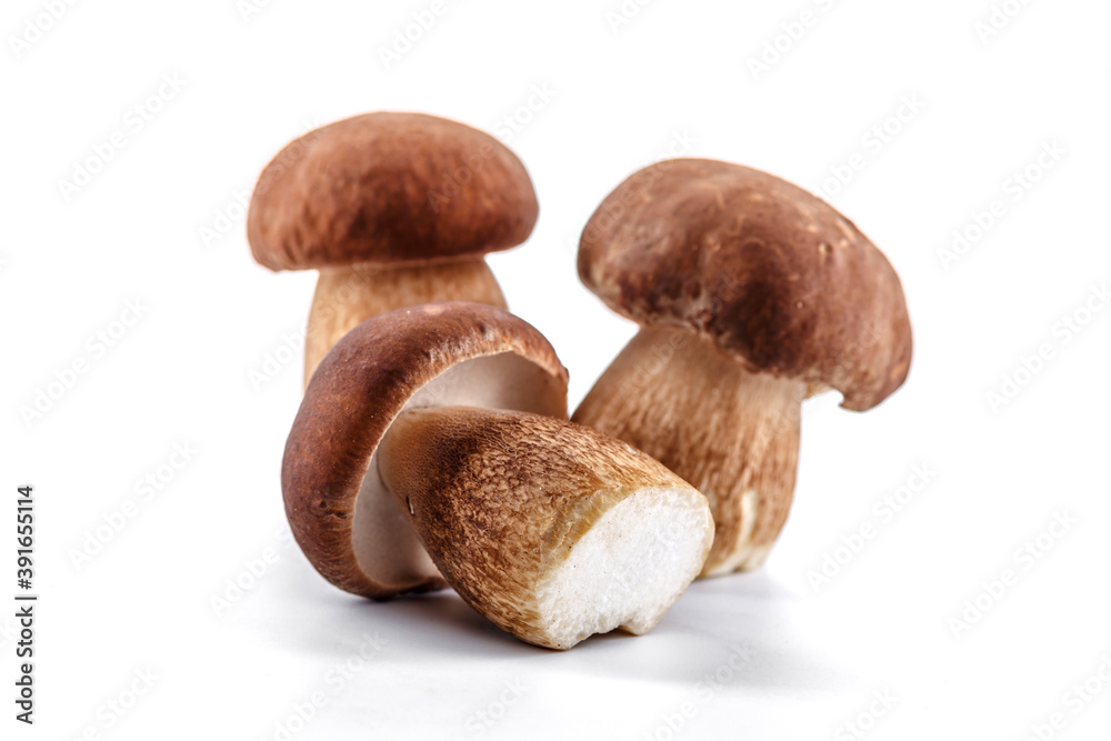 Group boletus mushroom isolated on white background.Boletus mushrooms, Porcini Mushroom, Forest, Edible Mushroom Group boletus mushroom isolated on white background.Boletus mushrooms, Porcini Mushroom, Forest, Edible Mushroom