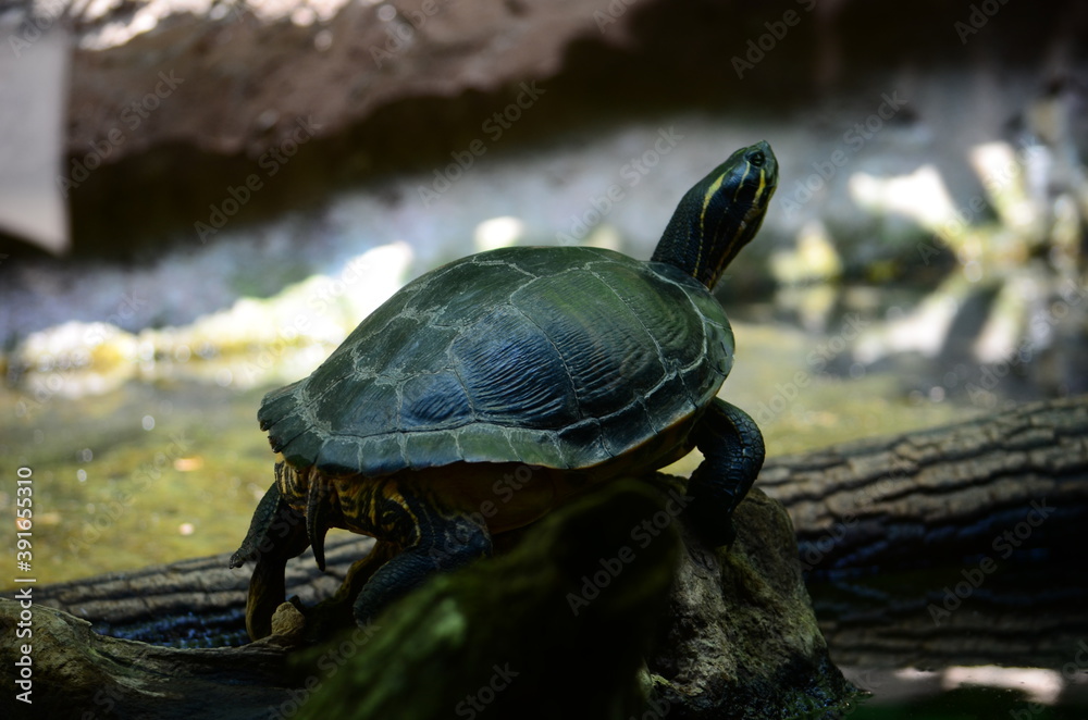 Fototapeta premium turtle on the rock