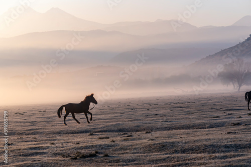 Horses grazing a misty morning in the sunrise in front of Erciyes mountain, in Kayseri city © attraction art
