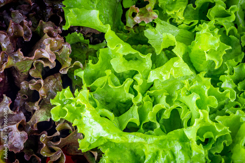 Close up of fressh green and purple lettuce, ready to salad photo