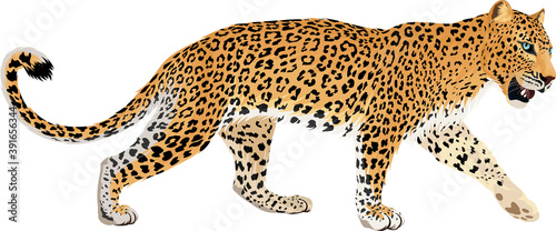 Fotografia vector isolated leopard or jaguar illustration