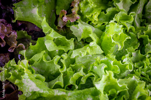 Close up of fressh green and purple lettuce, ready to salad photo