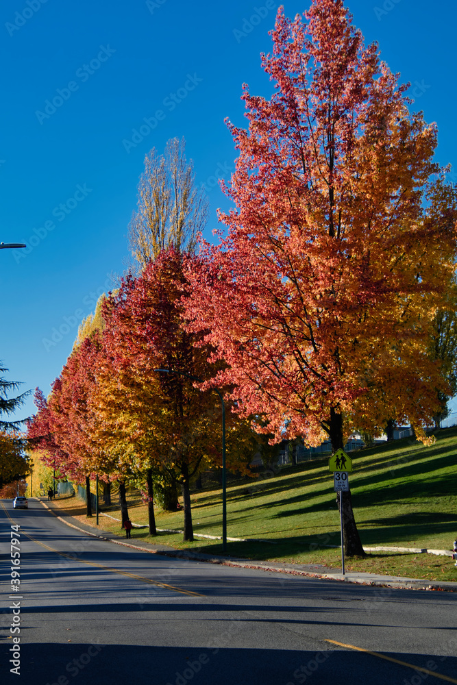 Autumn color trees along the street. Burnaby BC Canada
Autumn color trees along the street. Burnaby BC Canada
