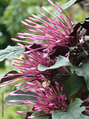 Vertical shot of blooming Starburst Bush flowers photo