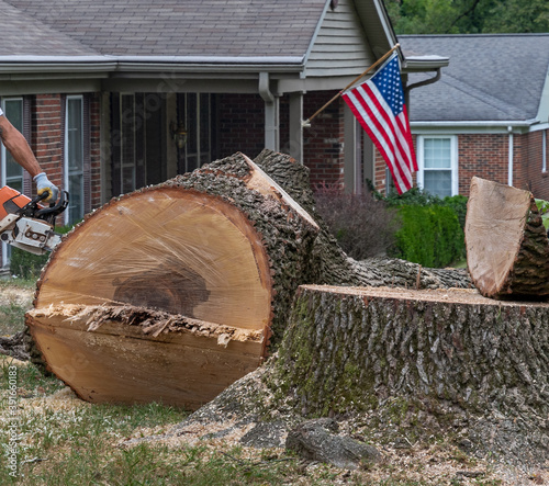 Konstfotografi Felled tree cut into pieces with chainsaw - large trunk suburban tree removal