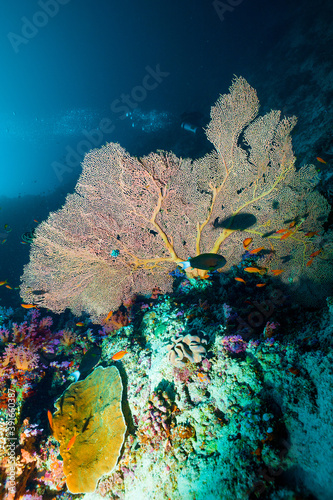 Underwater image of a bright coral reef in the Indian Ocean