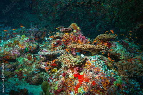 Underwater image of a bright coral reef in the Indian Ocean © Myroslava