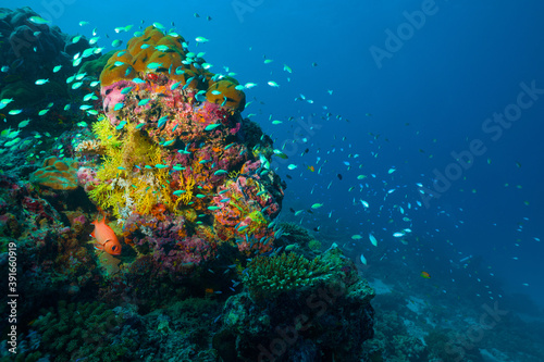 Fototapeta Naklejka Na Ścianę i Meble -  Underwater image of a bright coral reef in the Indian Ocean