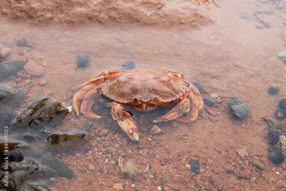 Orange rock crab Orange rock crab