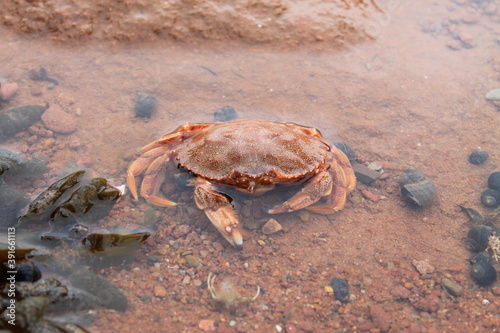 Orange rock crab