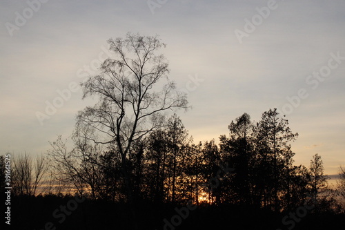 silhouette of a tree at sunset