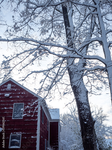 tree and red suburban house in the first snow of winter © Michele