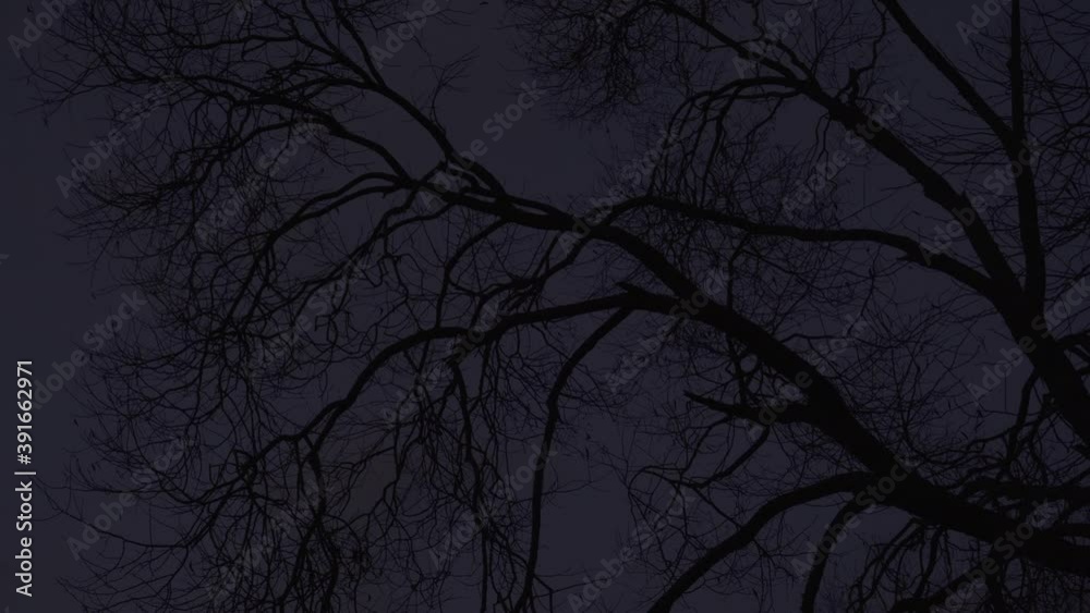 An evening to a night scene with bare tree branches on dark blue sky background above a lake. The Graphic black silhouettes of tree naked foliage. Beautiful scenic nature elements design.