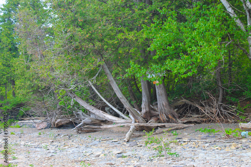 Photos Logs on a beach