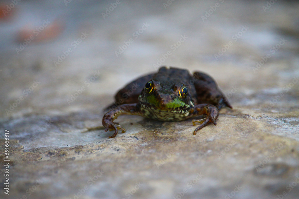 Small frog on a rock 