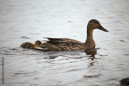 Duck and ducklings in the river