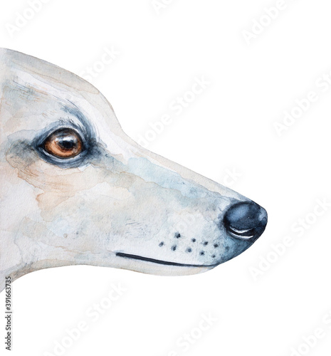 Watercolor illustration of white dog profile with beautiful amber eyes. Handdrawn watercolour artistic painting  cut out clipart element for design decoration  print  sticker  banner  card  poster.