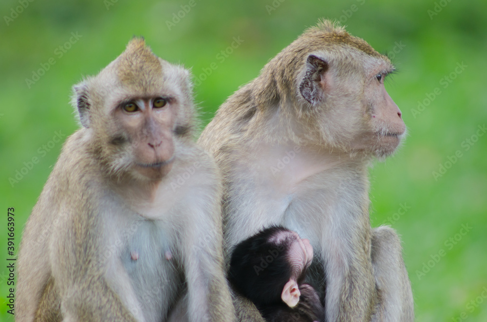 scientific name Macaca fascicularis ,Crab-eating macaque , The mother of the long-tailed monkey breastfeeds with the young scientific name Macaca fascicularis ,Crab-eating macaque , The mother of the long-tailed monkey breastfeeds with the young
