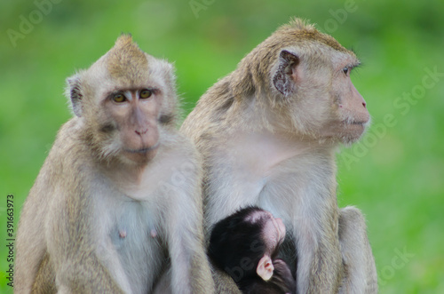 scientific name Macaca fascicularis ,Crab-eating macaque , The mother of the long-tailed monkey breastfeeds with the young © Rifki