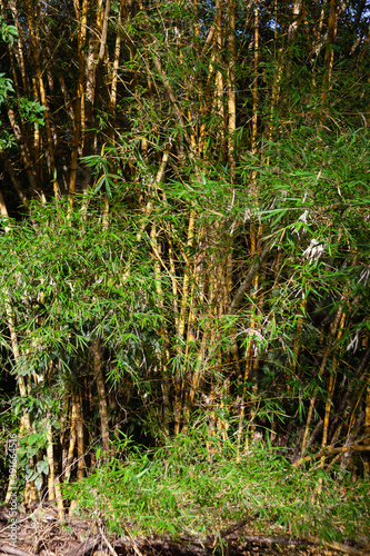 Costa Rica, flora and fauna at its best: a breathtaking trip through a mangrove forest © John Hofboer