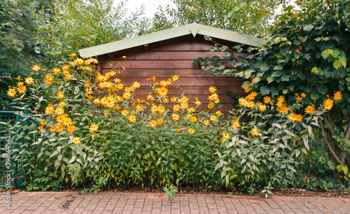 Helianthus tuberosus yellow Jerusalem artichoke flowers photo