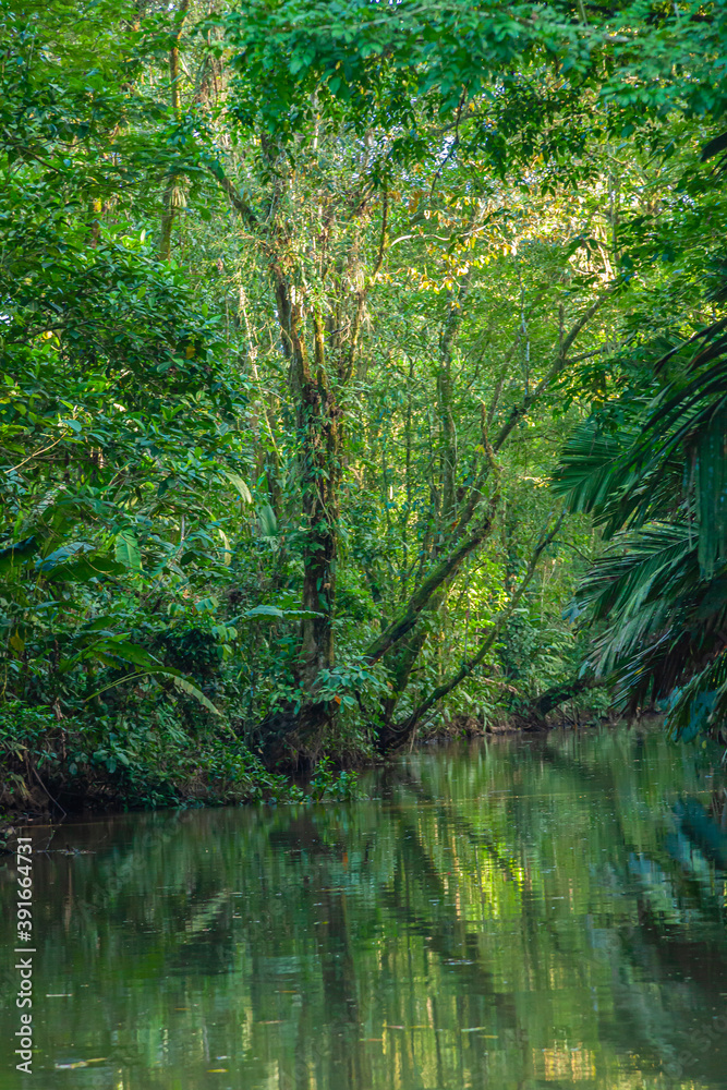 Costa Rica, flora and fauna at its best: a breathtaking trip through a mangrove forest