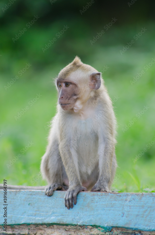 scientific name Macaca fascicularis ,Crab-eating macaque , Little monkey long tail with green bokeh background scientific name Macaca fascicularis ,Crab-eating macaque , Little monkey long tail with green bokeh background
