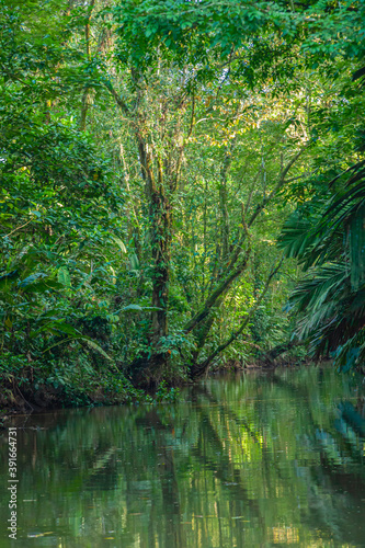 Fototapeta Naklejka Na Ścianę i Meble -  Costa Rica, flora and fauna at its best: a breathtaking trip through a mangrove forest