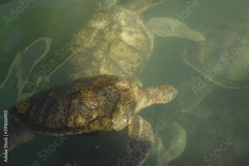 Sea Turtles in Grand Cayman Turtle Centre