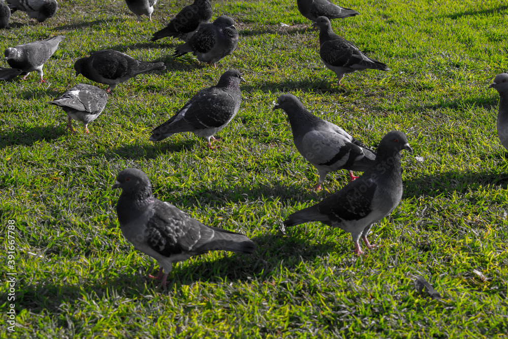 Obraz premium Doves walk on green grass