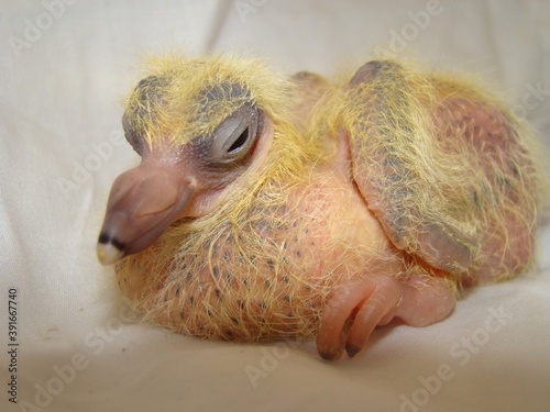 Pigeon  dove Close up Baby bird Hatching  pigeon  dove  Birth of new life  Cute baby Animal  slow life  Cute bird  birds Beautiful Young Pigeon on White Background  chick pigeon on a white background