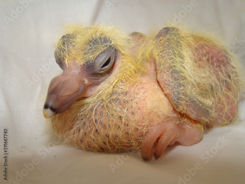 Pigeon, dove
Close up Baby bird Hatching (pigeon, dove),Birth of new life, Cute baby Animal ,slow life ,Cute bird, birds
Beautiful Young Pigeon on White Background, chick pigeon on a white background