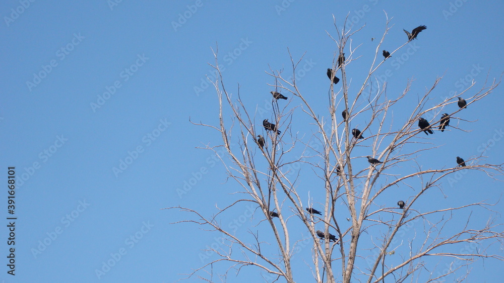 Obraz premium Migratory birds. Ravens fly and sit over leafless trees. Birds meet before migrating. Bird migration, animals in the city. crows gathering. Flock of crows. Birds group. Crow crowd, animal migration
