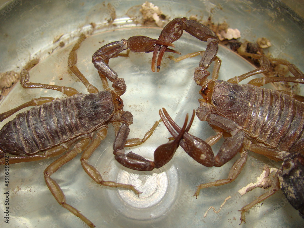 Scorpion yellow scorpions is dancing before mating. Highly venomous
