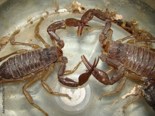 Scorpion yellow scorpions is dancing before mating. Highly venomous fattail scorpion  Androctonus australis  this species from North Africa and the Middle East  is one of the most dangerous scorpions