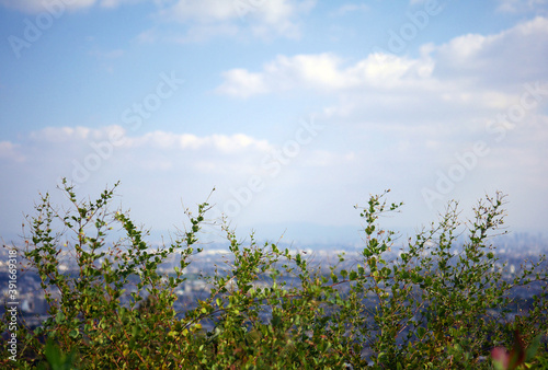 Green plants in detail with landscape background of city 