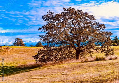 Fotografi Garry Oak tree in a field