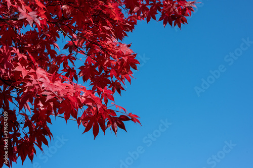 Foto 赤と青の世界　見頃を迎えた紅葉と秋空