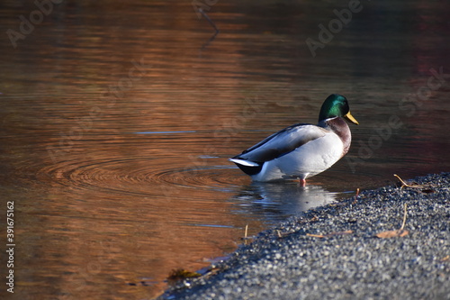 Mallard in the lake over a shadow of autumn