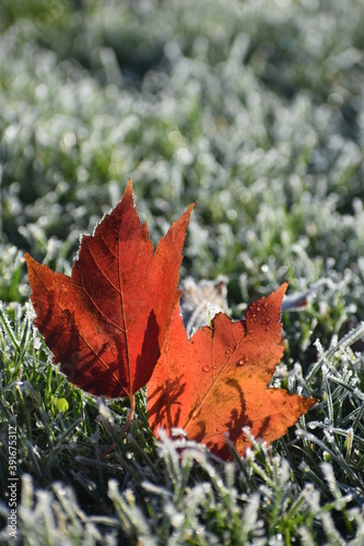 red maple leaf on grass