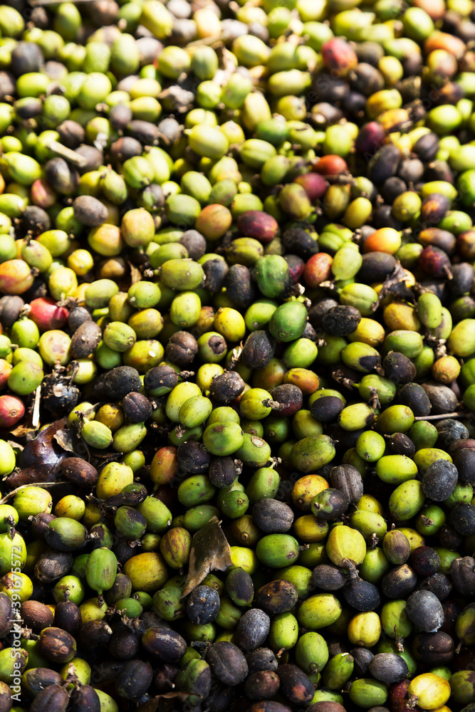 fresh,coffee,seed,beans,organic fresh,coffee,seed,beans,organic
