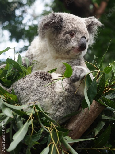 Fototapeta Naklejka Na Ścianę i Meble -  Relaxed Tranquil Happy Koala Sitting Contentedly in a Eucalyptus Tree.
