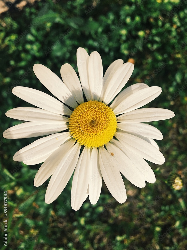 Obraz premium white daisy flower
