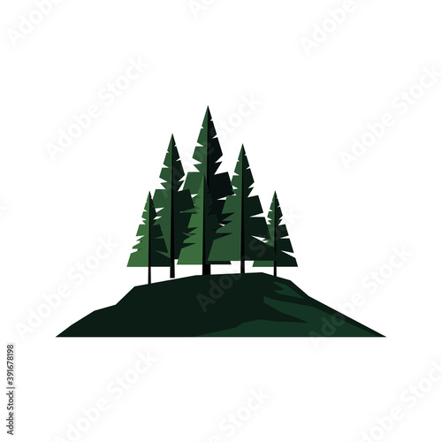 beautiful landcape scene with coniferus forest field