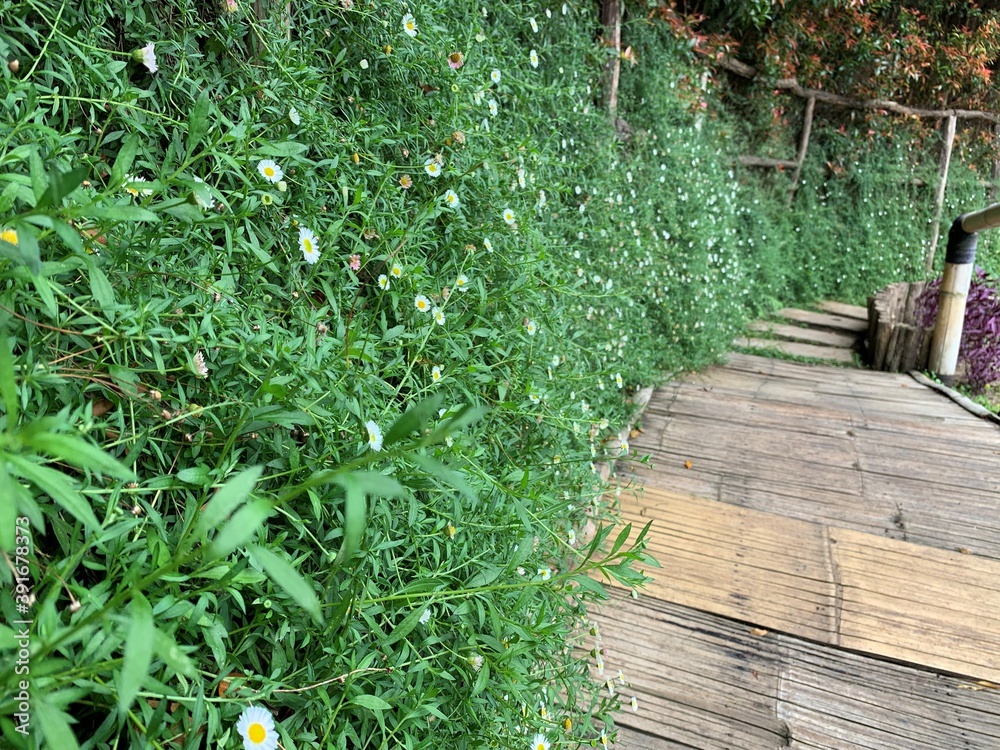 Fototapeta premium wooden bridge in the park