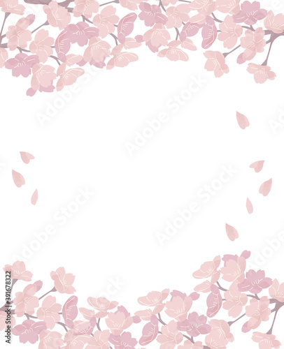 桜 フレーム 上下 満開 シンプル イラスト