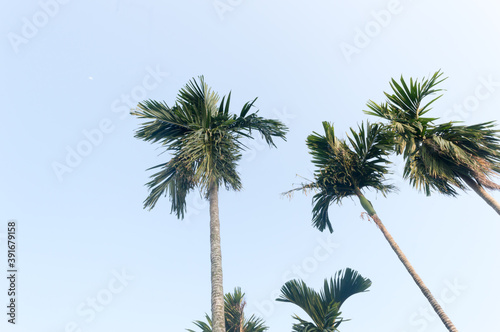 The Areca palm tree (Areca nut) against vibrant blue color sunset sky in summer illuminated by sunlight. Low angel View. Beauty in nature seasonal theme Background image. Kolkata India.